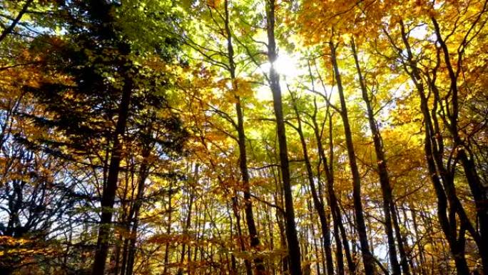 追踪穿过森林秋树树林。阳光照耀着自然树。开始来世灵性更新觉醒概念无人机拍摄