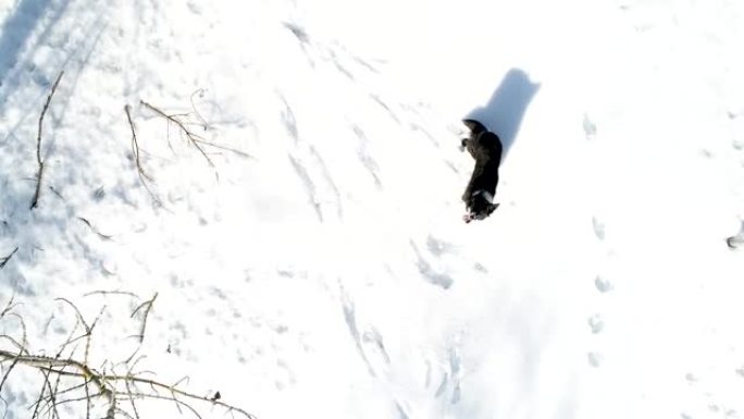 边境牧羊犬试图在雪地里捕捉无人机的鸟瞰图。西班牙。