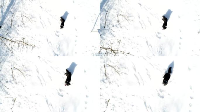 边境牧羊犬试图在雪地里捕捉无人机的鸟瞰图。西班牙。
