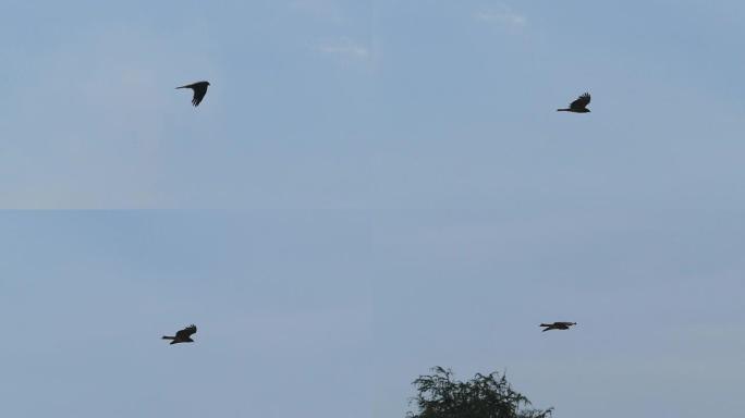 黑耳风筝在天空中飞舞，慢动作。