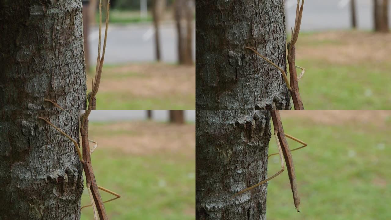 皮纳帕沃尼斯特诺德拉