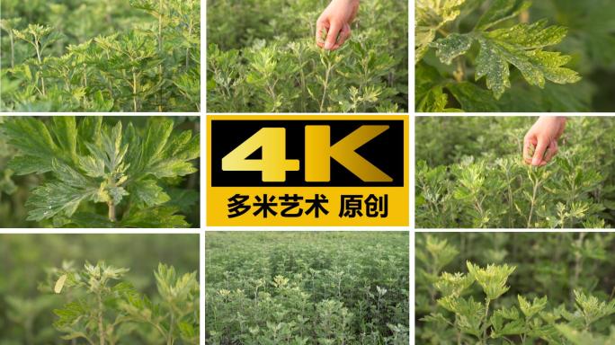 艾草4K视频