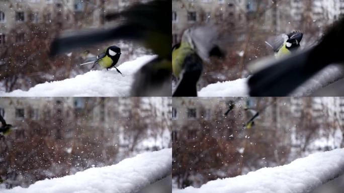 慢动作山雀鸟在冬天关闭