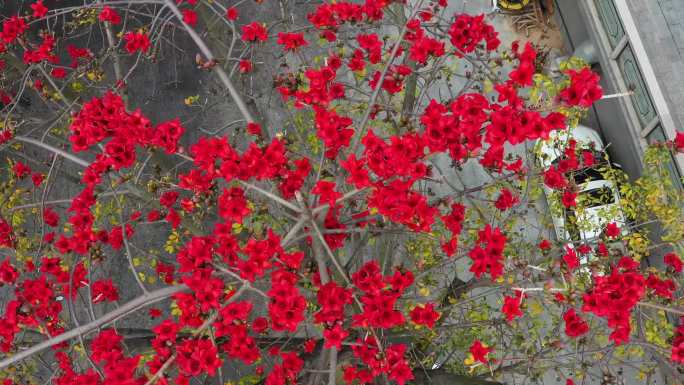 广东广州市市花木棉花素材