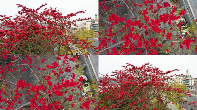 广东广州市市花木棉花素材