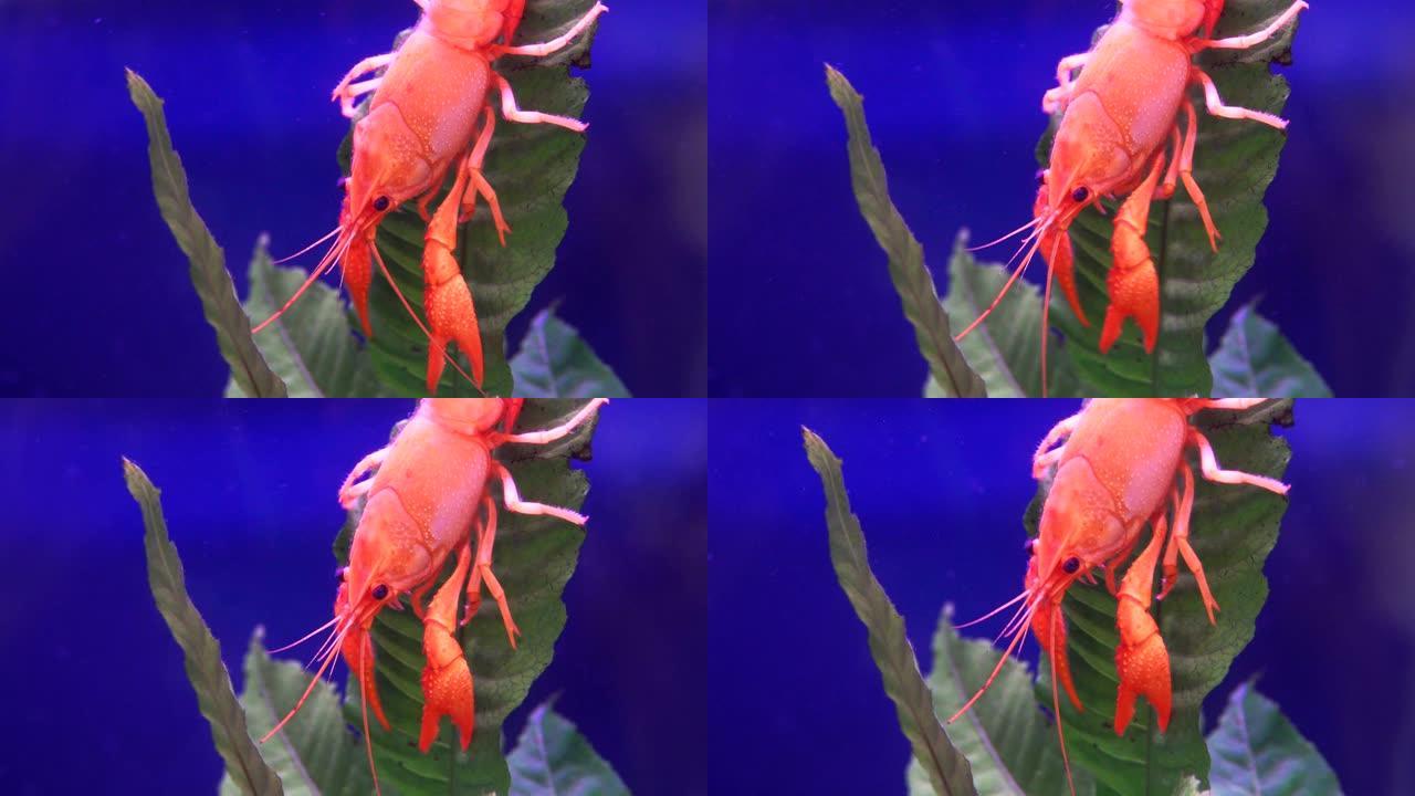 红色小龙虾在水生植物上的特写
