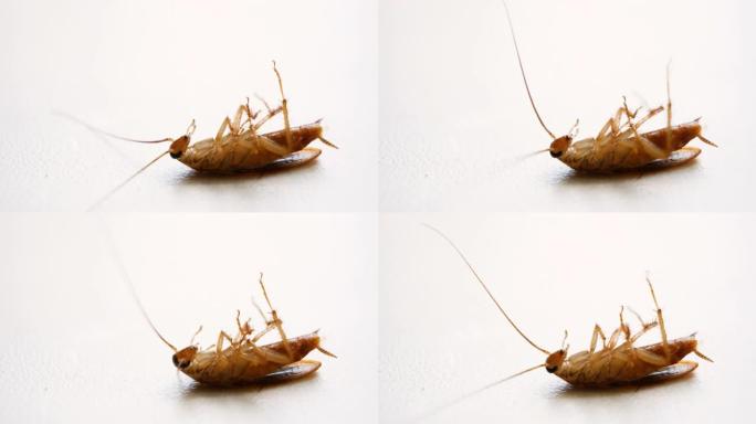 泰国和中国的极端美食。蟑螂毒药宏。麻痹杀虫剂