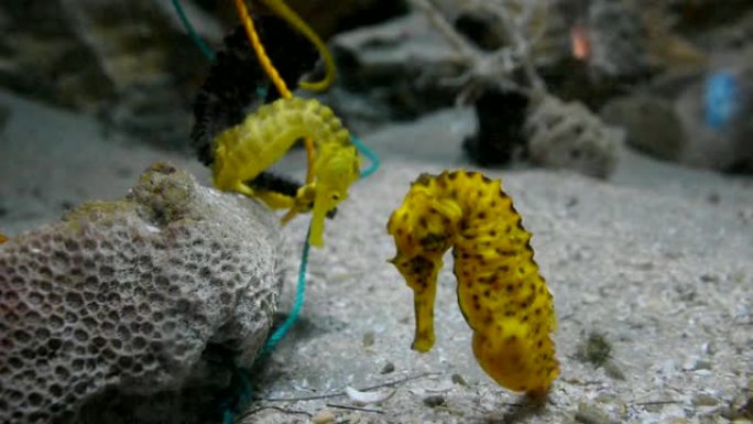 黄色荆棘海马