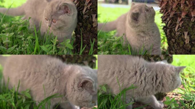 小英国垂耳猫在花园里嚼绿草。晴天。