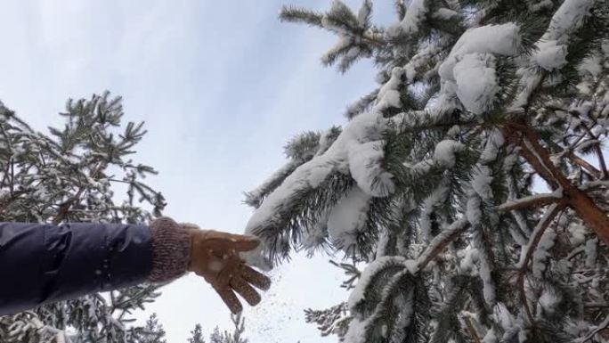 女手抖枞树雪枝