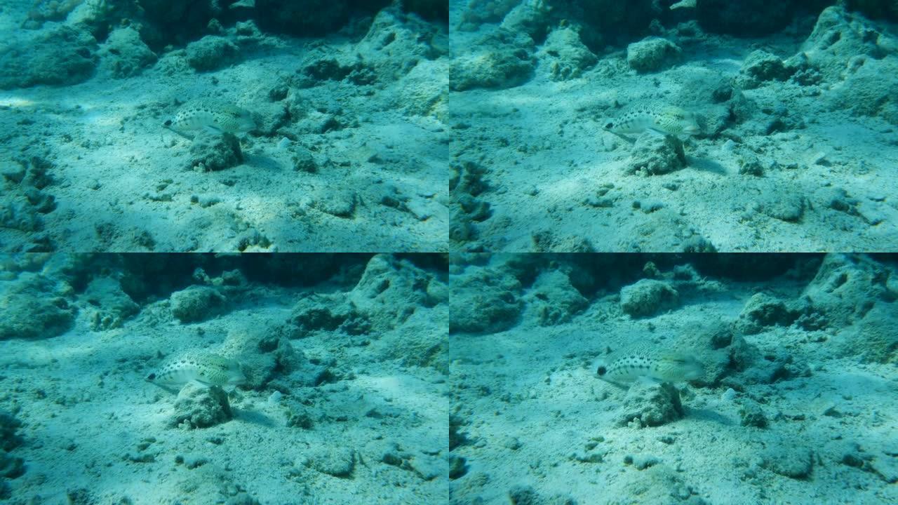 沙鲈鱼位于sendy海底。斑点沙鲈 (Parapercis hexophtalma)，慢动作。红海