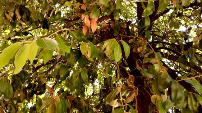 在叶子的绿色之间的框架的中心，并固定在树枝上，一只东方鸽子的巢与妈妈和她的幼崽