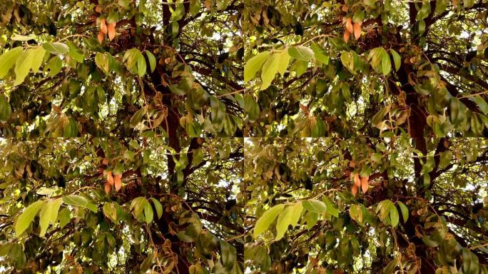 在叶子的绿色之间的框架的中心，并固定在树枝上，一只东方鸽子的巢与妈妈和她的幼崽