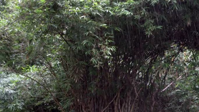 雨水和树木-印度季风
