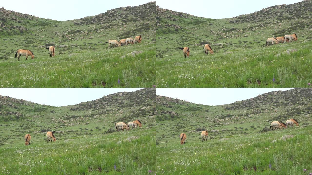 蒙古山区野生普氏野马的真实自然栖息地