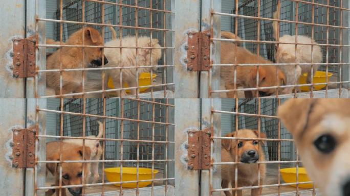 悲伤的小狗在栅栏后面的避难所里等待被救出并被收养到新家。动物庇护所概念