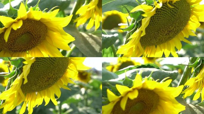 阳光下的黄色向日葵耀斑特写视频高清慢动作