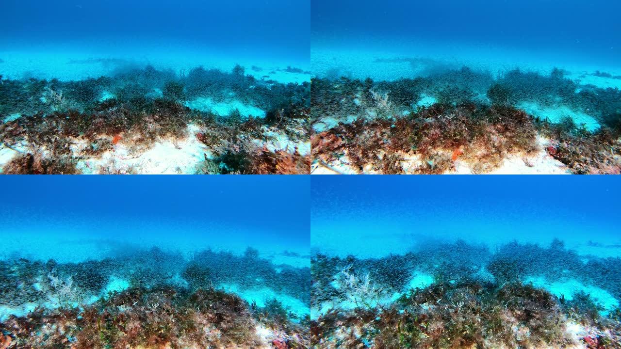 水下磷虾云