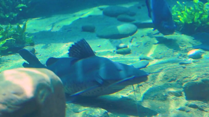 在水中游泳的鲸鲨 在水中游泳的海狮 人们在水族馆潜水