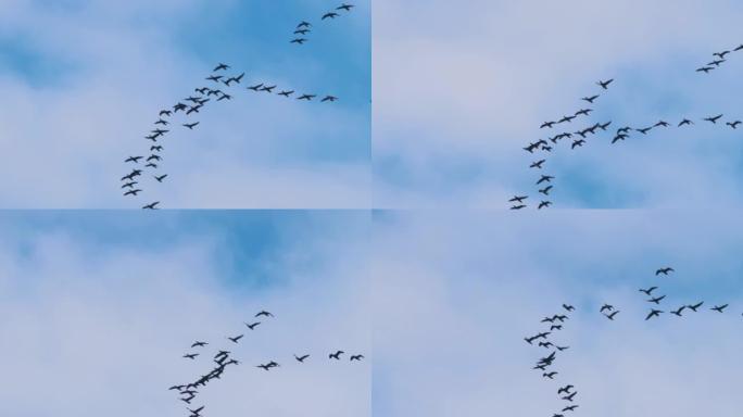 一群鸬鹚在天空中飞翔。