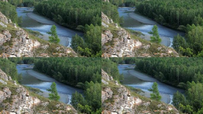带有卵石床的河流在针叶树之间流动。山溪岸边的绿色森林。风搅动松树的顶端，在水面上产生涟漪。前景是洛基