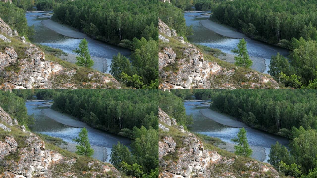 带有卵石床的河流在针叶树之间流动。山溪岸边的绿色森林。风搅动松树的顶端，在水面上产生涟漪。前景是洛基