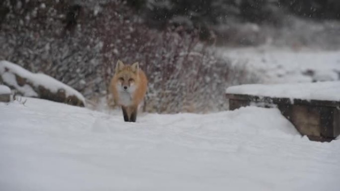 加拿大荒野中的红狐