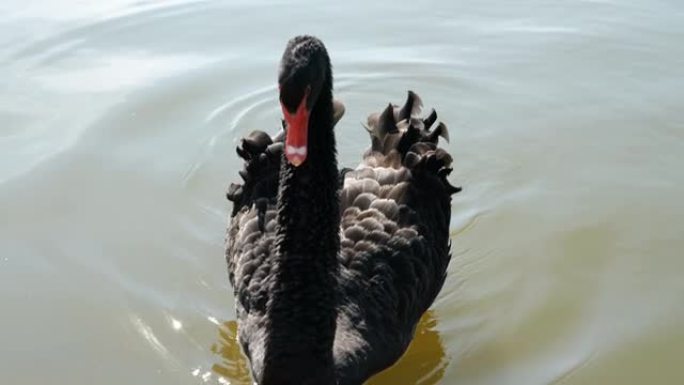湖中的黑天鹅湖里的黑天鹅自然保护区野生动