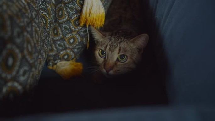 害怕可爱的虎斑猫母猫躲在沙发上