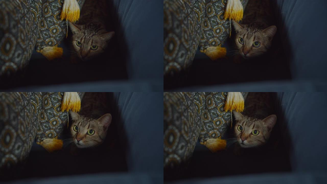 害怕可爱的虎斑猫母猫躲在沙发上