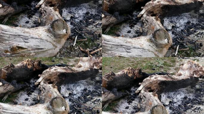 研究了要烧掉的大树桩，烧掉的树桩，