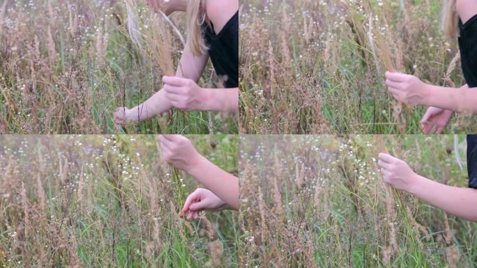 金发碧眼的美丽女孩走在田野里，收集一束干枯的野花。