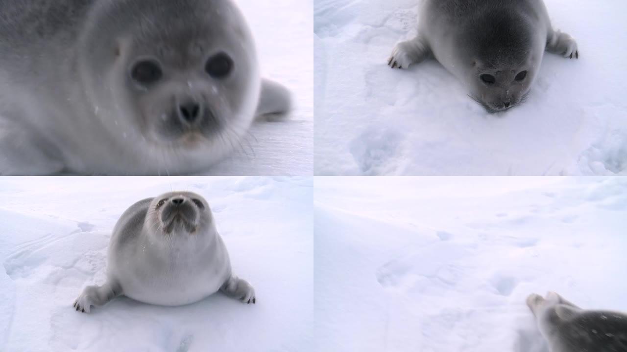 冰上的小海豹