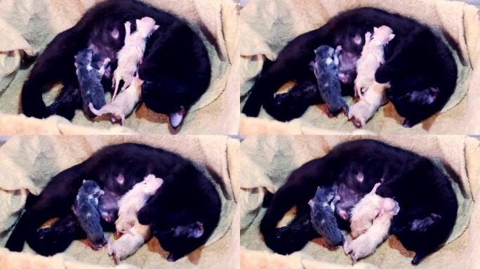 刚出生的小猫正在喝母乳。