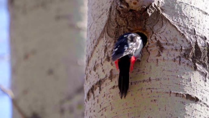 伟大的啄木鸟 (Dendrocopos major) 在树干上形成了一个空心。