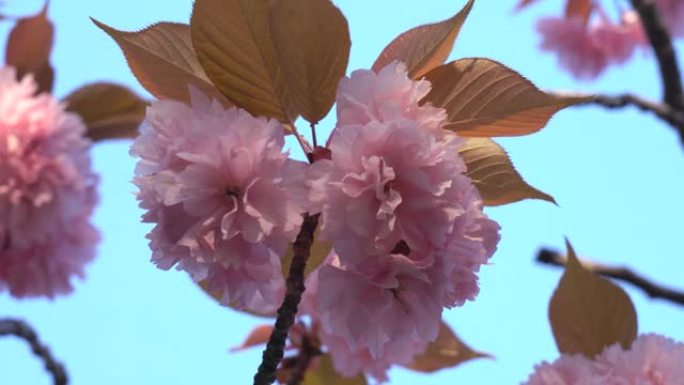 日出时盛开的双花樱花