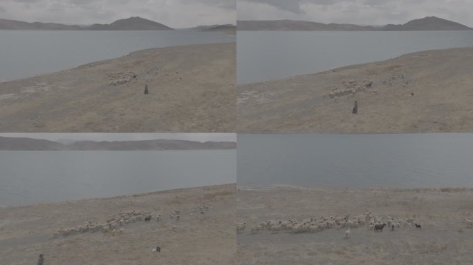 藏区牧民在湖边放牧放羊航拍