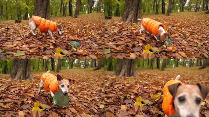可爱的小狗在橙色的夹克玩秋天公园拿了一个玩具蓝色的磁盘