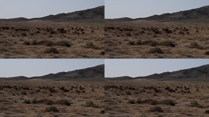 戈壁滩 骆驼群  驼群 驼羔 牧业