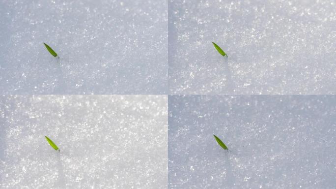 冬季闪闪发光和融化的积雪中绿草的小背光叶片的时间流逝