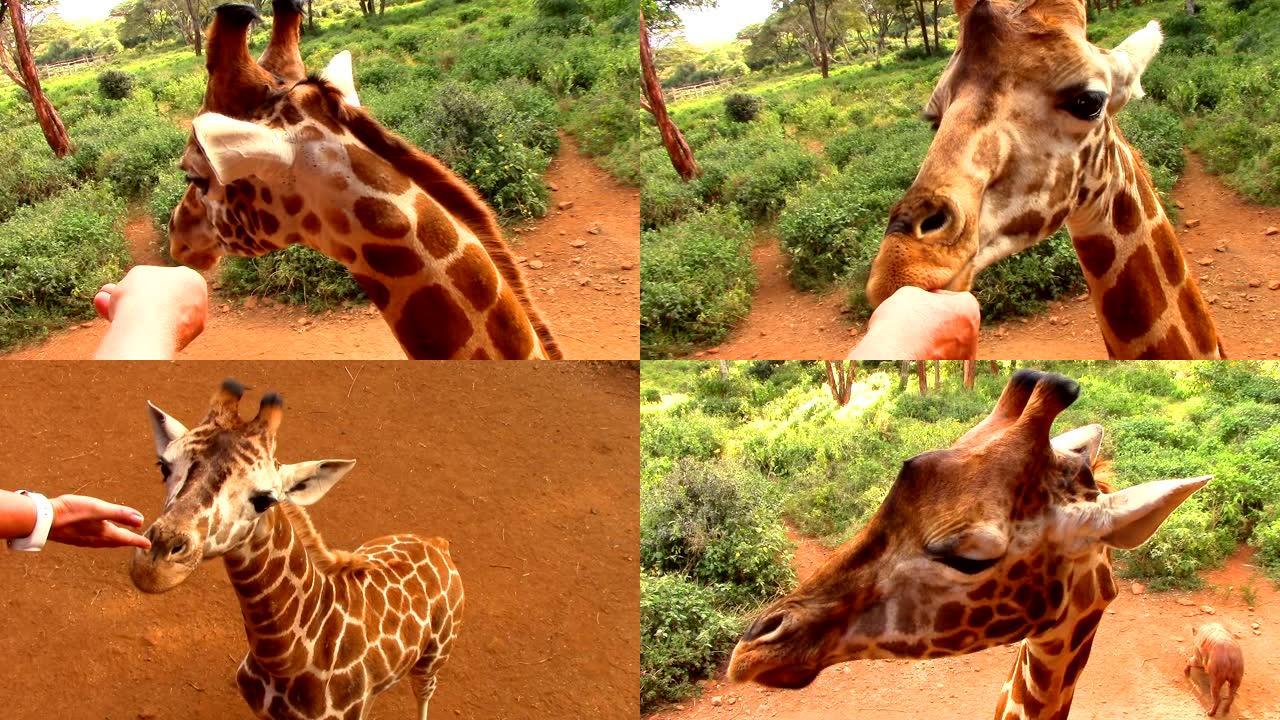 在非洲的肯尼亚，游客们用手喂长颈鹿