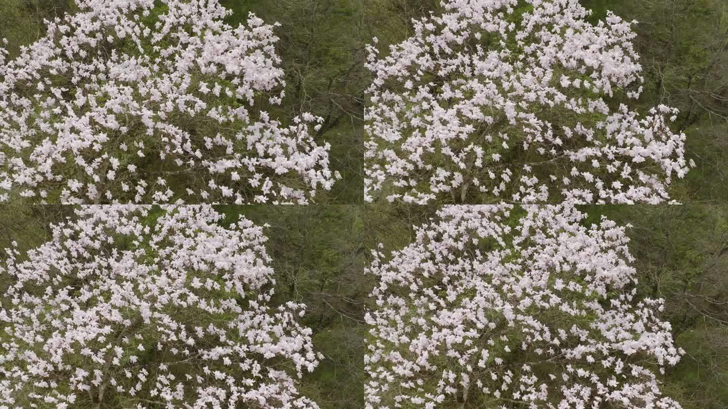 山谷白色的花