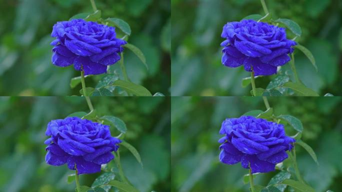 蓝玫瑰