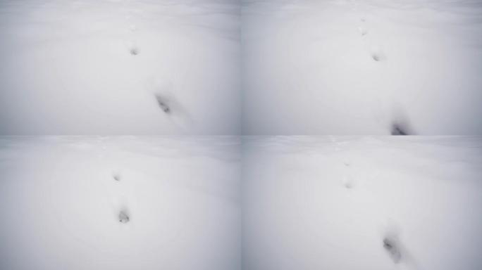 狐狸在雪地里追踪。森林里冬天白雪上的野生动物痕迹