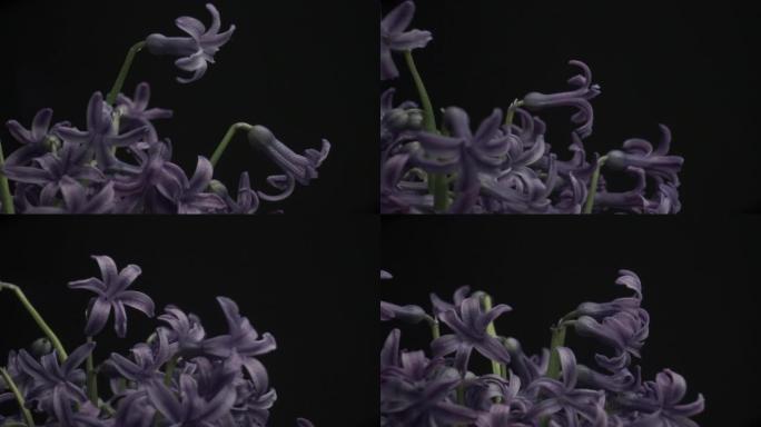 紫风信花，旋转360度。宏观观。黑色背景。