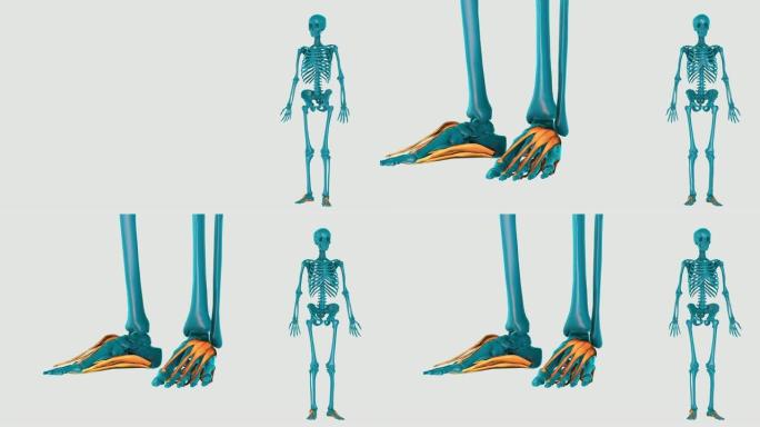 白色背景上的脚的内在肌肉