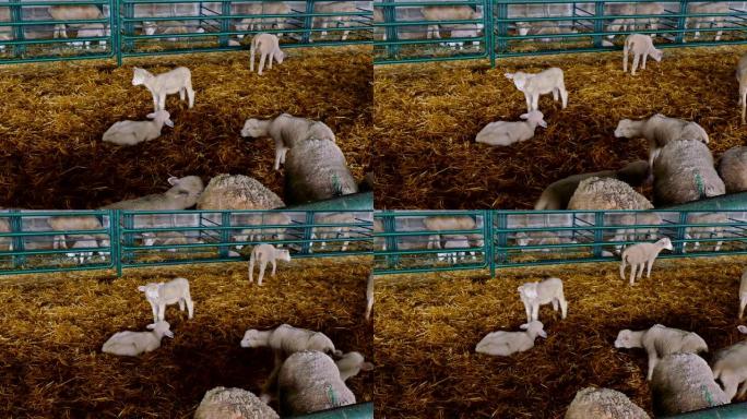羊在羊圈里吃干草