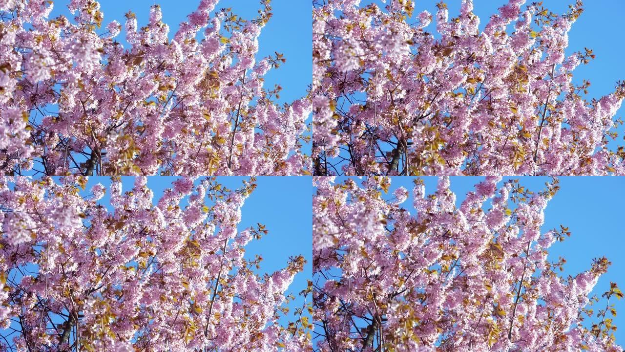 芬兰赫尔辛基的粉色萨金森斯樱桃花
