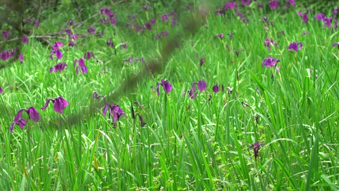 野花 野外 小花 山顶 草坪 春天