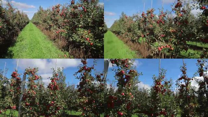 夏天，苹果树在花园里成熟。